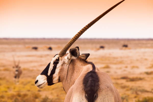 NAMIBIE ORYX